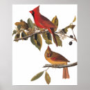Search for john wilde posters Audubon