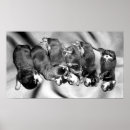 Search for funny dog pictures posters Puppies