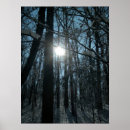 Search for sunlight photography Woods