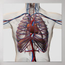 Search for circulatory system posters Human heart
