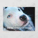 Search for pitbuls postcards For pets