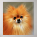 Search for pomeranian posters Animals