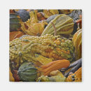 Search for squash magnets Harvest
