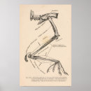 Search for bird skeleton art Vintage