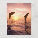 Search for bottlenose postcards Marine life