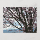 Search for tree blossoms postcards Photography