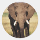 Search for elephant photo stickers Superstock