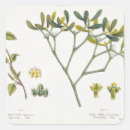 Search for figs stickers Botanical