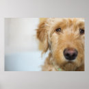 Search for goldendoodle art Adorable