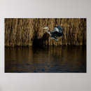 Search for great blue heron posters Birds