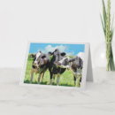 Search for holstein cards Bovine