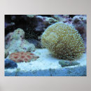 Search for aquarium photography Coral
