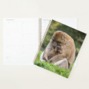 Search for macaques Animals in the wild