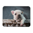 Search for purebred magnets Canine