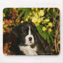 Search for headshot mousepads Puppy
