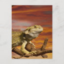 Search for dragon scale postcards Cold blooded