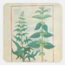 Search for herbal medicine stickers Robinet