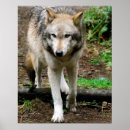 Search for alpha wolf posters Animal