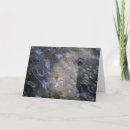 Search for manatee cards Wildlife