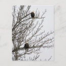 Search for eagle stuff postcards Raptors