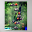 Search for conure photography Animal
