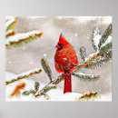 Search for cardinals in winter posters Animal