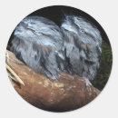 Search for tawny stickers Wildlife