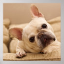Search for tilt posters Puppy