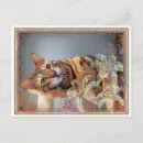 Search for bengal cats postcards Kitten