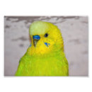 Search for budgies posters Yellow