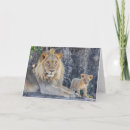 Search for lion and cub cards Big cat