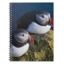 Search for puffin notebooks Fratercula