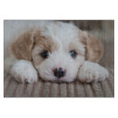 Search for cutest Domestic animals