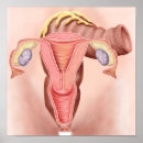 Search for female anatomy posters Ovary