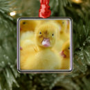 Search for animals of the wild christmas tree decorations Young animal