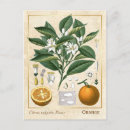 Search for orange fruit postcards Vintage