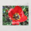 Search for flower bulbs postcards Floral