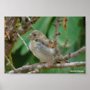 Search for goldfinch posters Animals