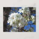 Search for pear tree postcards Nature