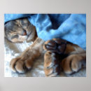 Search for abys Cats