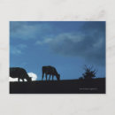 Search for grazing postcards Horizontal
