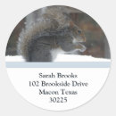 Search for animal envelope seals Squirrel