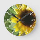 Search for sunflower clocks Blooming