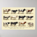Search for cattle breeds posters Livestock