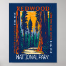 Search for sequoia art Redwood forest