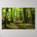 Search for beautiful forest posters Season
