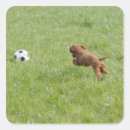 Search for dog park stickers Outdoors