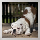 Search for english bulldog posters Domestic animals