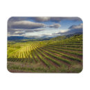 Search for viticulture magnets Agriculture