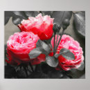 Search for pop of colour posters Photography